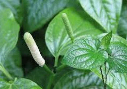Viêm nha chu có nguy hiểm không? Cách chữa viêm nha chu bằng phương pháp dân gian?
